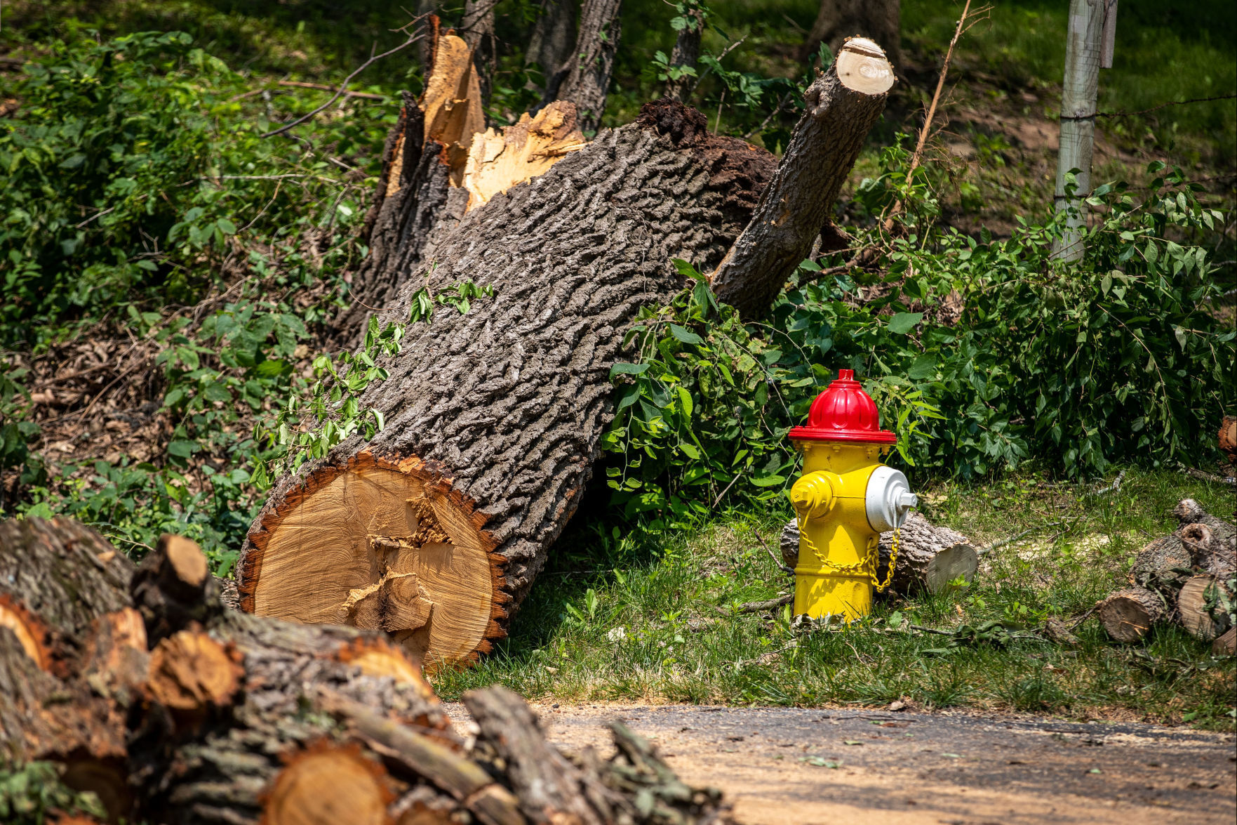 072021-owh-new-treedebris-pic-cm005.jpg